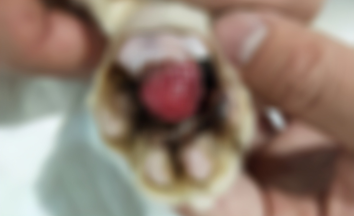 猫咪爪垫红肿怎么办,猫咪的爪垫会蜕皮吗