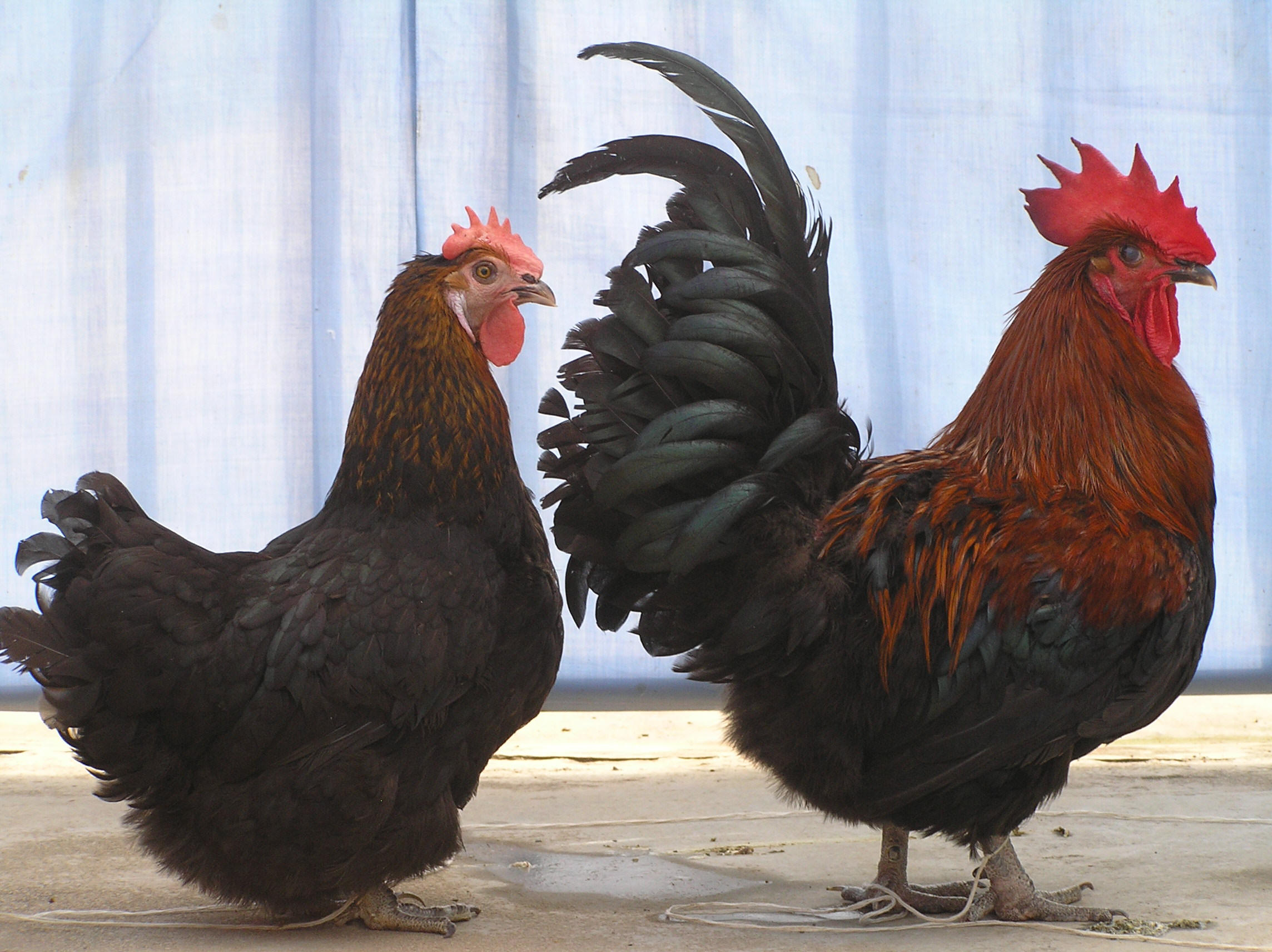 斗鸡呼吸困难原视频,斗鸡呼吸有声音怎么治疗