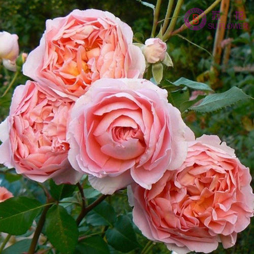 适合院子种的藤本月季品种,适合两广种植的浓香型藤本月季