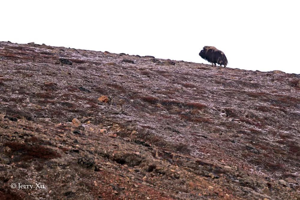 格陵兰的东海岸居然那么绚丽多彩，难怪特朗普想要买下来