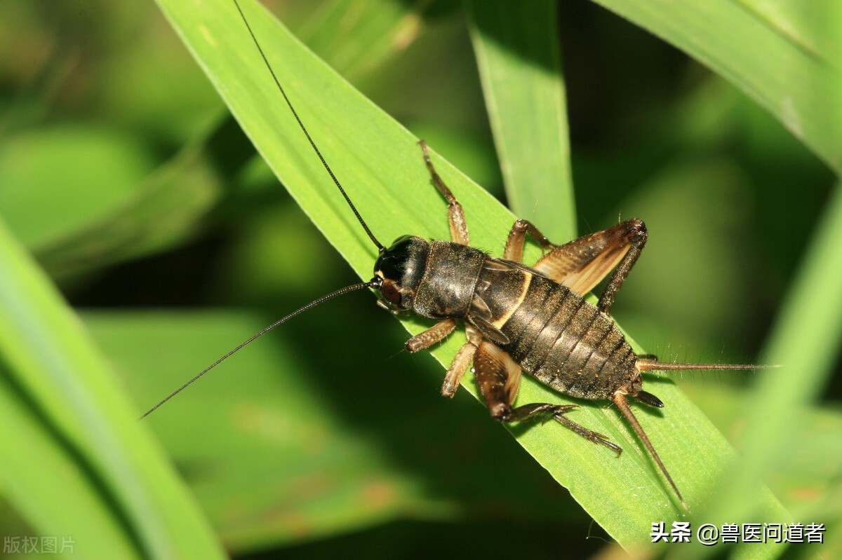 养蟋蟀湿度大怎么办,蟋蟀怎么保存