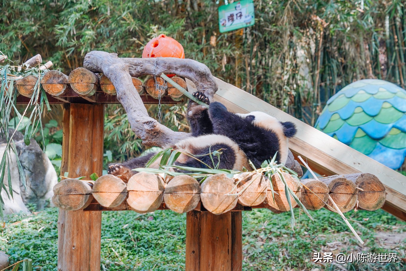 寒假广州长隆三天两夜亲子游攻略,带孩子广州长隆旅游攻略