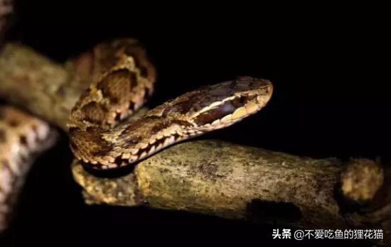 中国蝮蛇和中国蛇类图鉴,带剧毒的大型蛇类有哪些