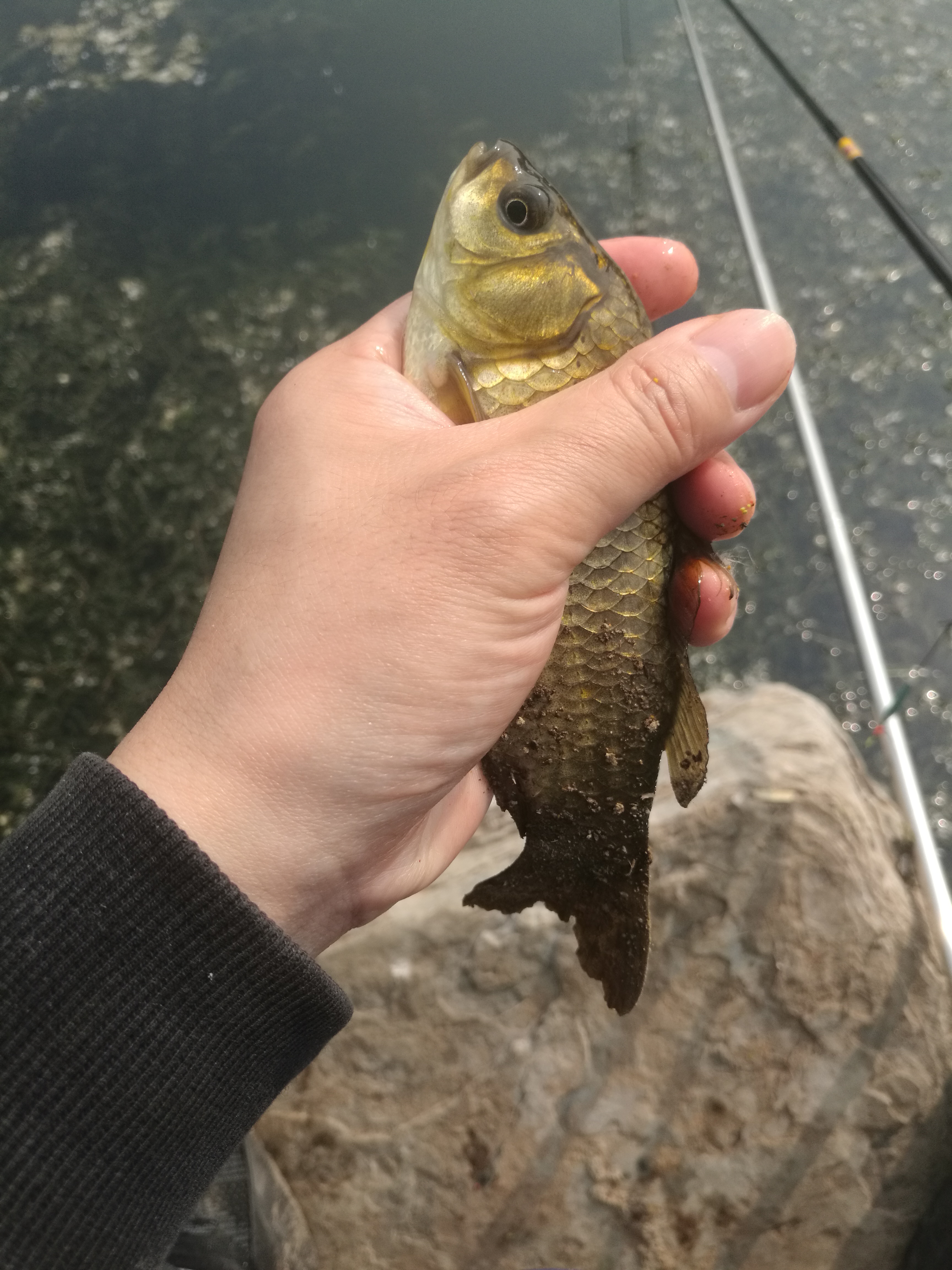 野钓鲫鱼全攻略!13大秘籍,7000字,找鱼窝、选天气,各种小技巧