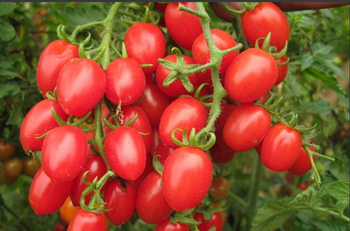 盆栽小西红柿生小飞虫怎么办,盆栽小西红柿遇雨怎么办