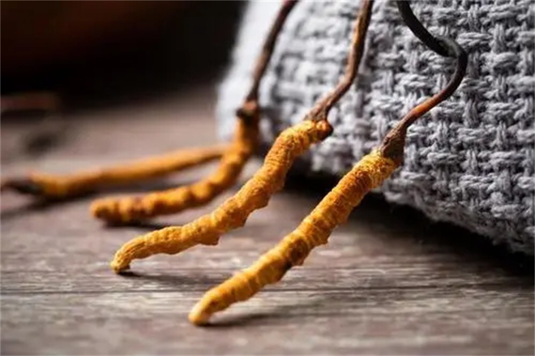 冬虫夏草现价一斤多钱,冬虫草卖五六万一斤值吗