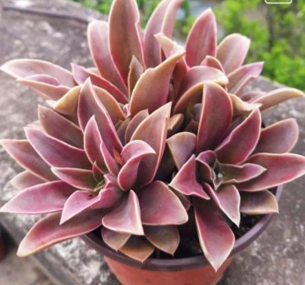 多肉是香饽饽？天热容易遭虫咬，学会5招，远离虫灾