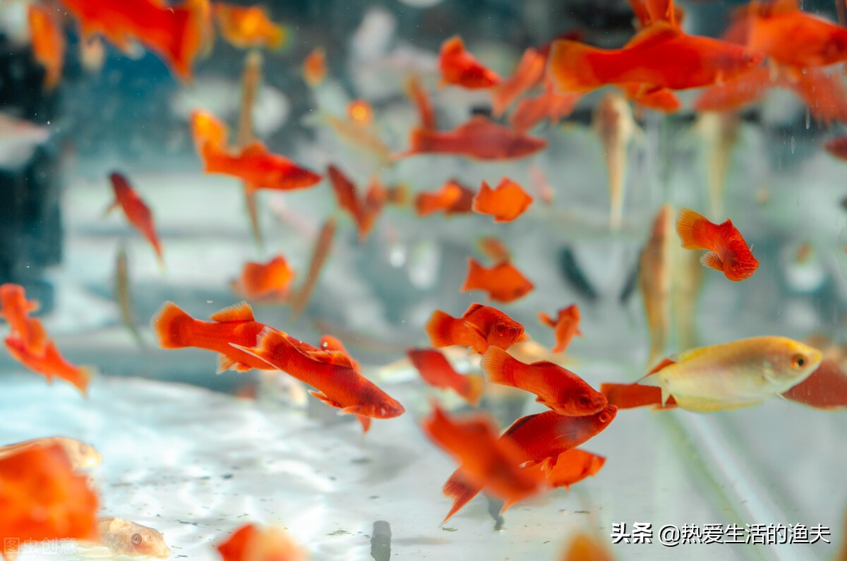 红箭鱼为什么不好养,如何才能养好红箭鱼