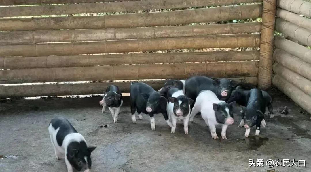 不准吃野生动物,禁止吃野味