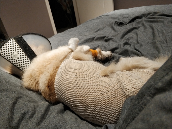 公猫膀胱结石手术,公犬尿道结石手术