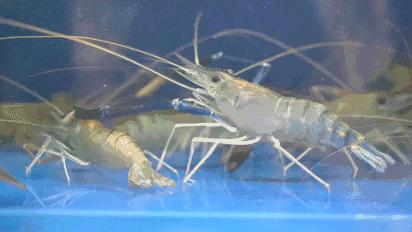 巨型虾入侵,罕见巨虾入侵