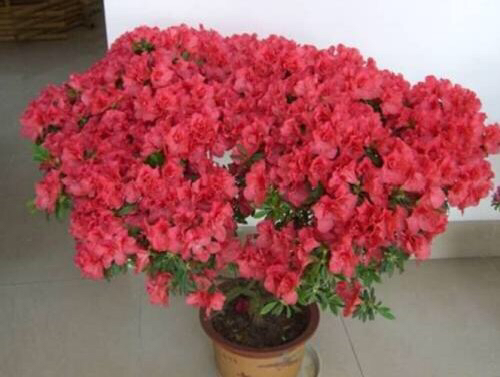 养花旧土怎样变营养土,想养花没有阳台怎么办