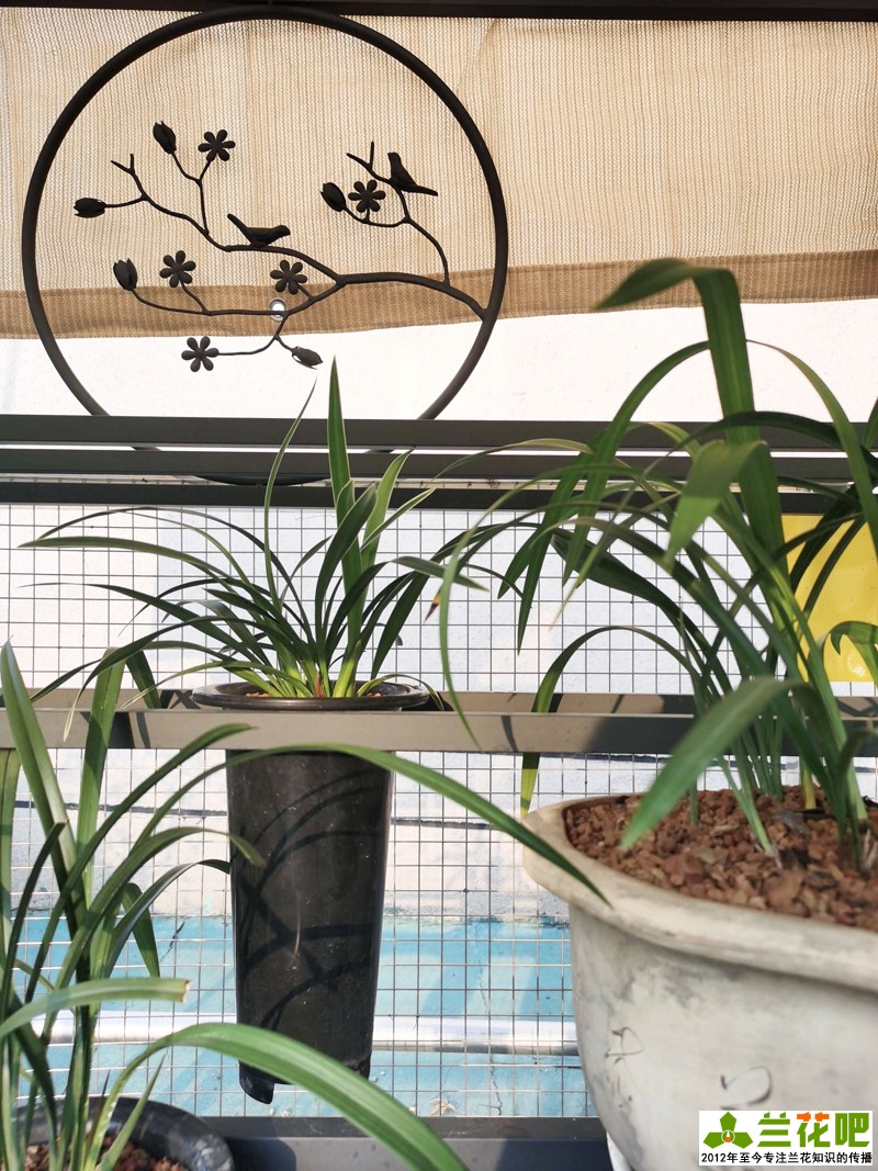 兰花浇水为了达到“润”,在3种花盆上,分享我走的弯路
