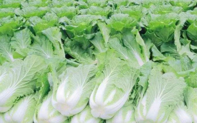 韩国泡菜韩国人过不去的坎,韩国人的泡菜尊严