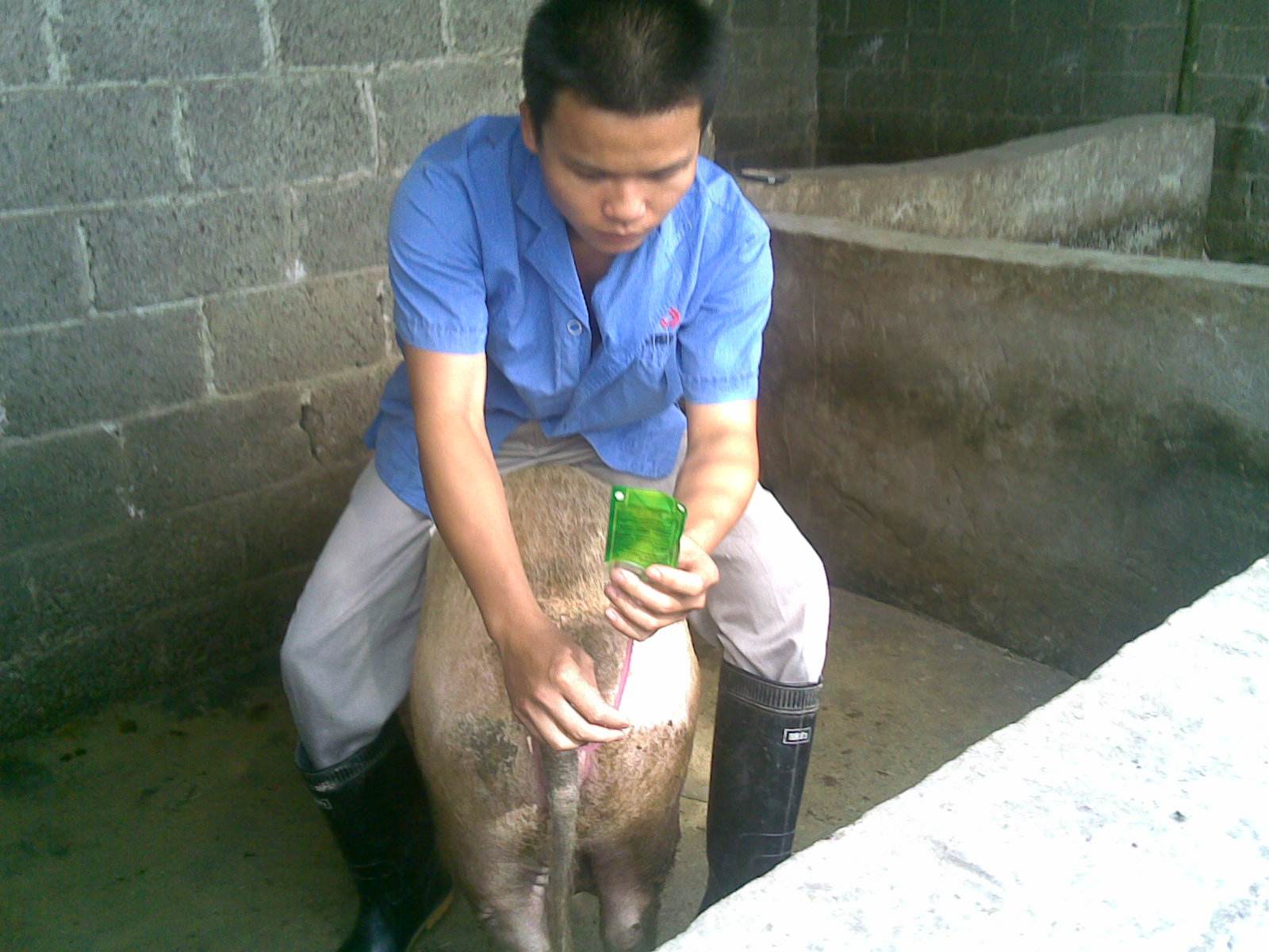 母猪不发情用什么药最特效：不到万不得已，不要用激素