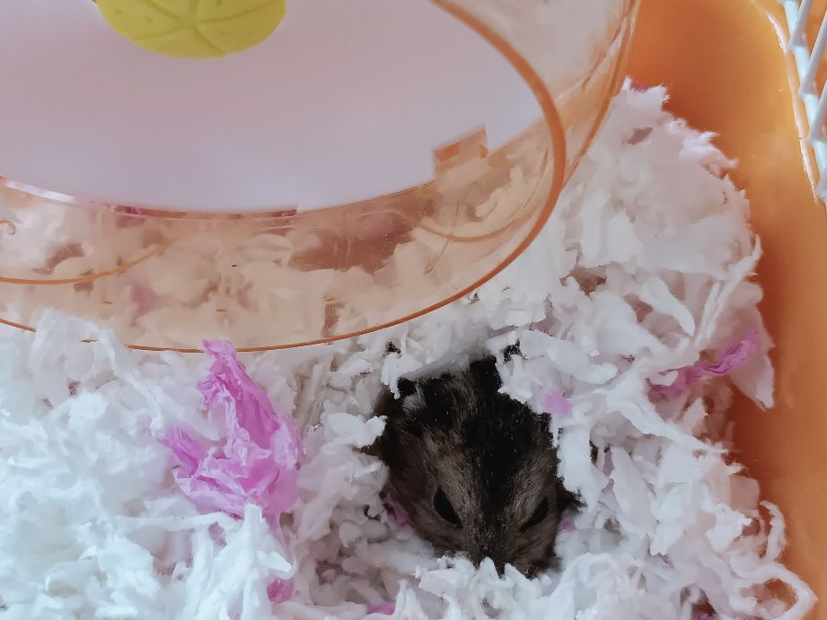 仓鼠怎么养才会怀孕要注意什么,怀孕的小仓鼠应该注意什么