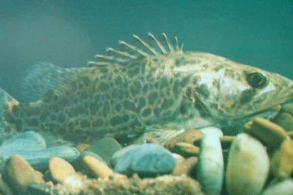 鳜鱼养殖的饵料系数,鳜鱼的养殖技术及饲料视频