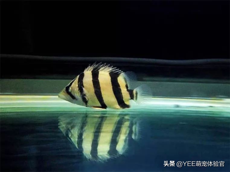 养泰国虎鱼水里用加盐吗,养泰北虎需要加盐吗