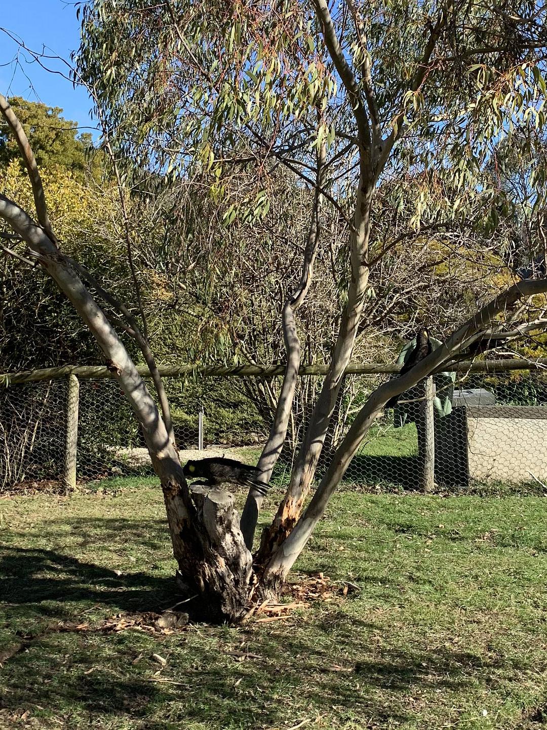 塔斯马尼亚心形小岛,降落西沙群岛