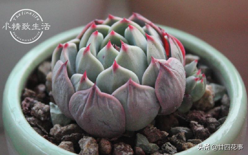 多肉底下叶片发皱浇水后还是一样,多肉叶片干瘪发皱浇水后也不恢复