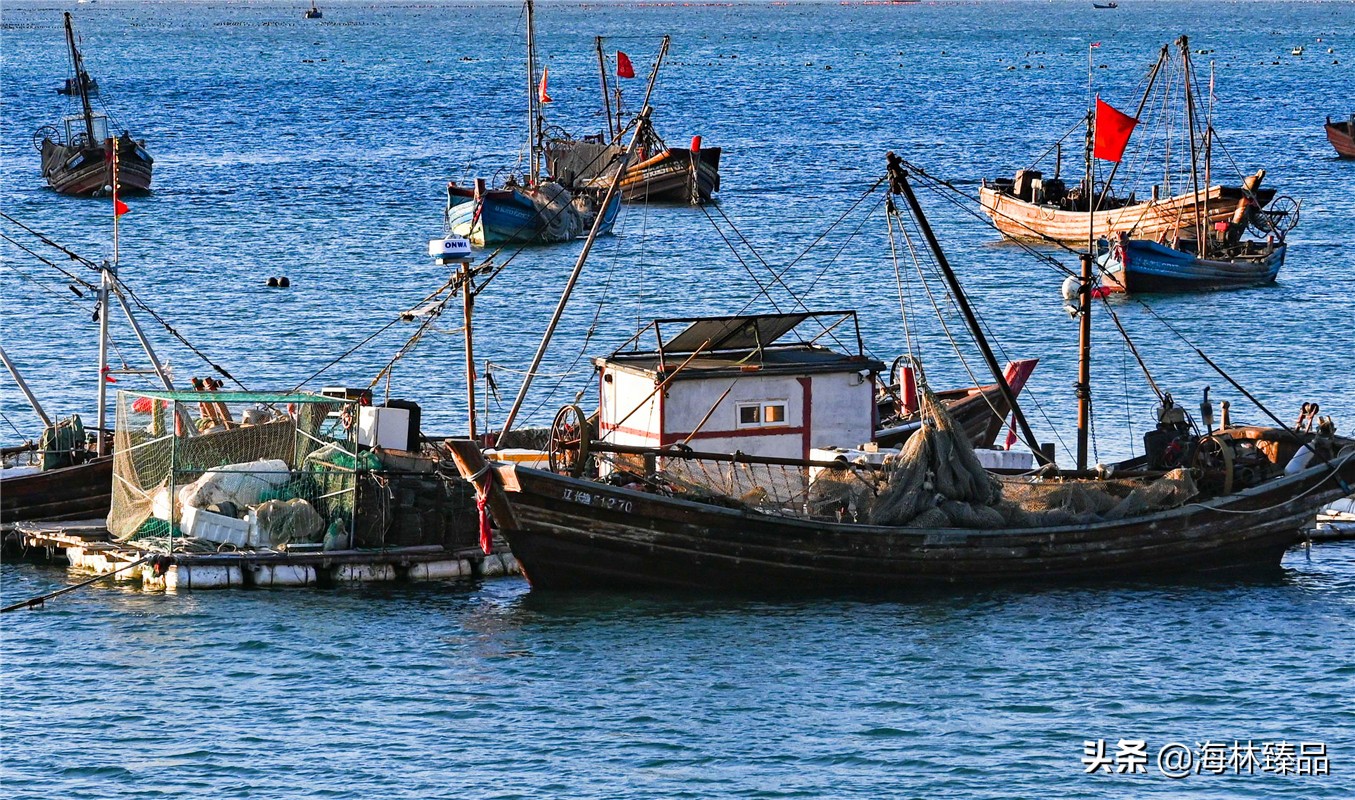 探秘海参的捕捞过程,野生海参采捕视频大全