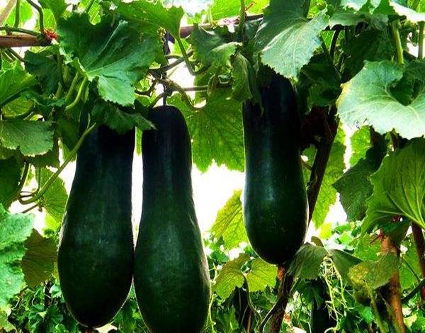 露天栽冬瓜不搭架子怎样能高产,白皮冬瓜种植高产技术视频