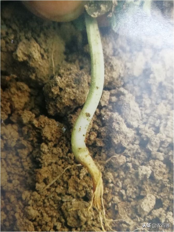 西瓜下雨之前打什么药防治病害,西瓜幼苗病害的各种症状图片