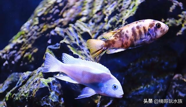 三湖慈鲷鱼怎么用小鱼缸来养好,三湖慈鲷激素鱼能养好么