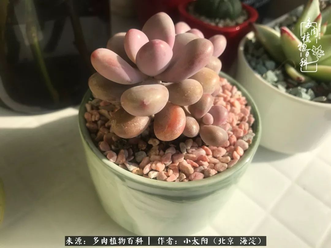 来自多肉的顽强生命力,与多肉朝夕相伴的美好时光