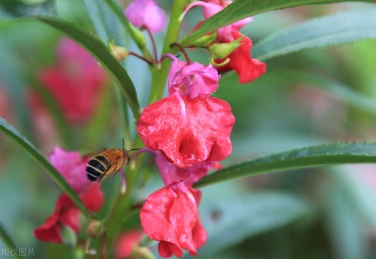 郁郁葱葱的多肉植物,适合阳光足的一年四季开花的植物