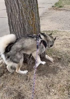 我家狗子被日托所开除了，哈哈哈哈哈笑喷了