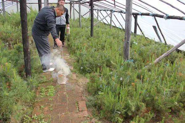 烟熏剂可以提高大棚里温度吗,大棚烟熏剂点不着是怎么回事