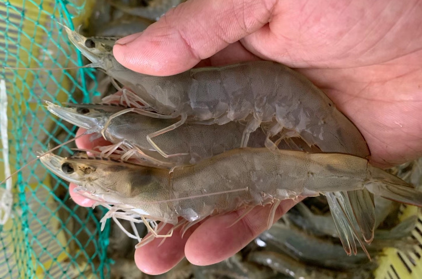 国内对虾养殖的主要品种有哪些,对虾养殖产量最高的三大品种