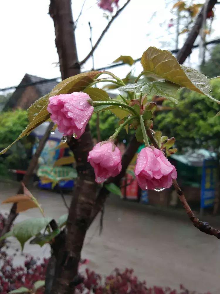 樱花雨飞儿乐队,樱花雨落