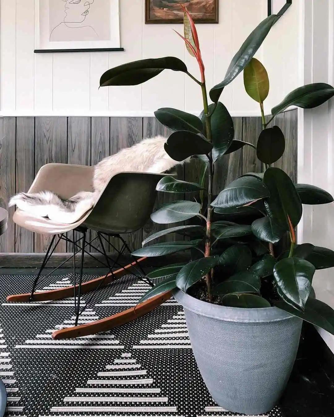 新房放一些植物可以去甲醛吗,新房甲醛克星植物