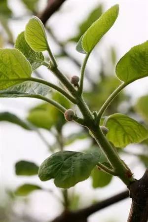 猕猴桃花后保果技术 (猕猴桃花期管理坐果管理技术)