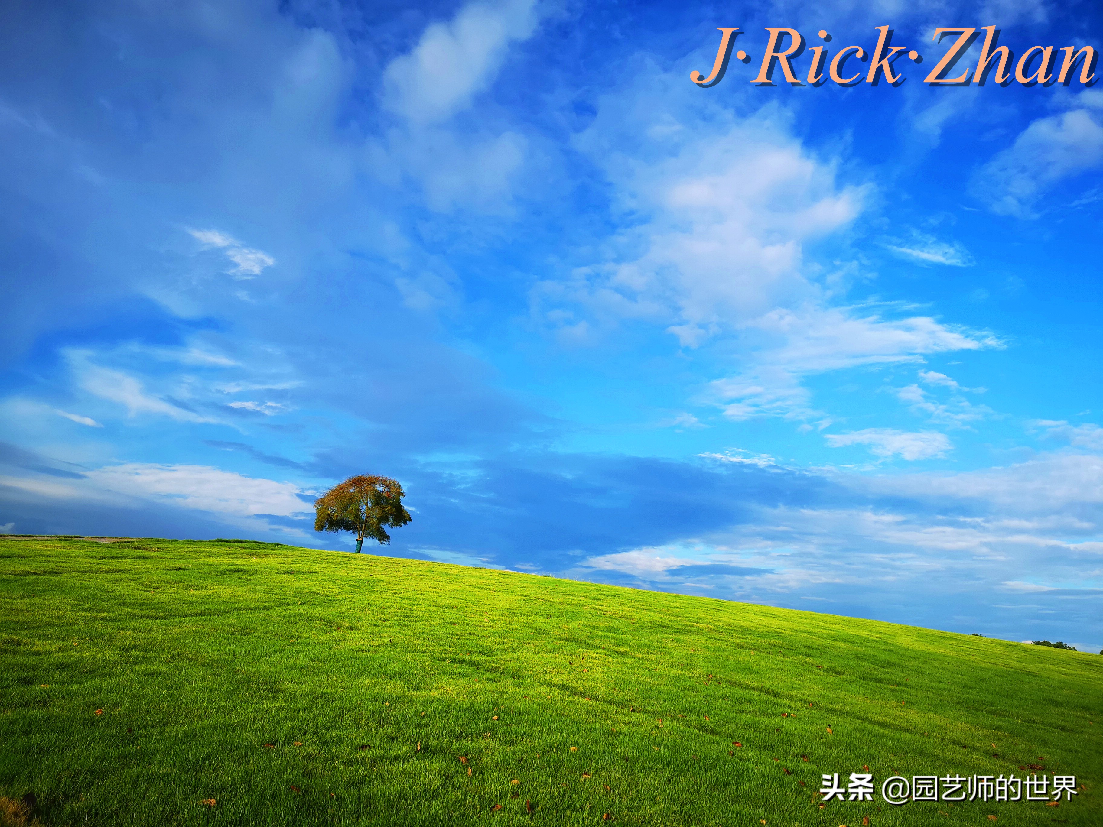 怎么种植草坪不长杂草,如何养好草坪