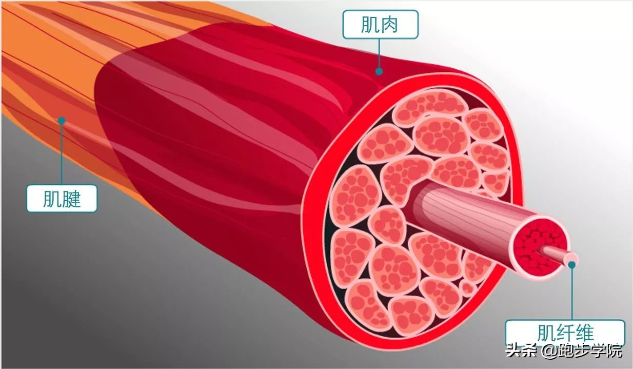 想要跑得快要练哪块肌肉,如何跑得更快基础训练