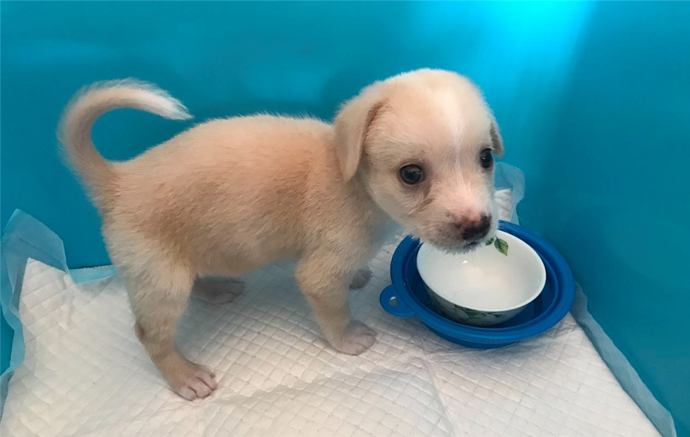 辟谣，山羊奶比牛奶更适合宠物，这一传言背后，其实暗藏风波