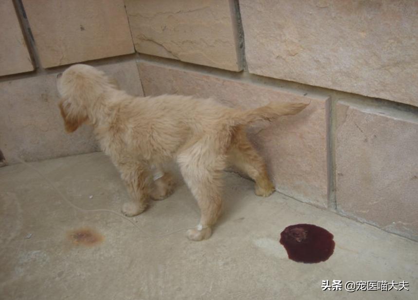 狗狗得了细小到底能不能治好,狗狗得了细小怎么治能救吗