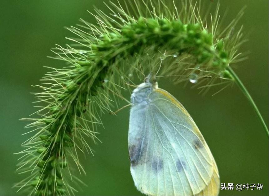别再把狗尾草当杂草了,它还具有这么多的用途,长知识了