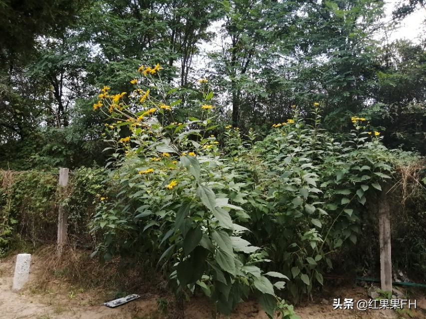 洋姜开花,秋天的洋姜花