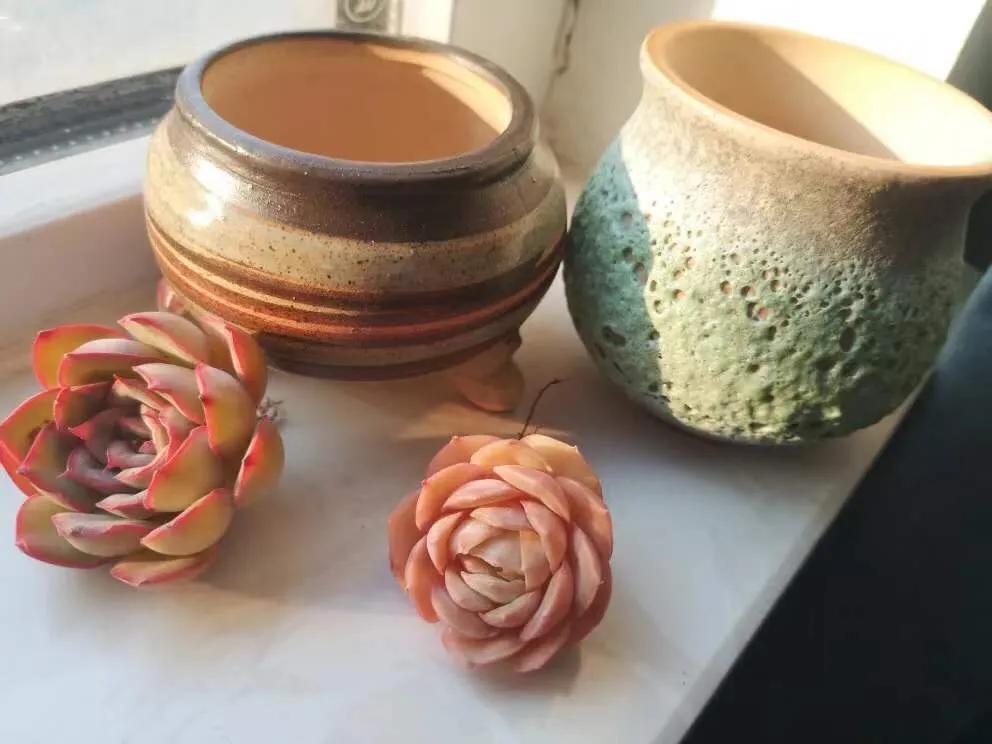 网上买的多肉如何处理视频,多肉徒长怎么办教你一招1盆变10盆