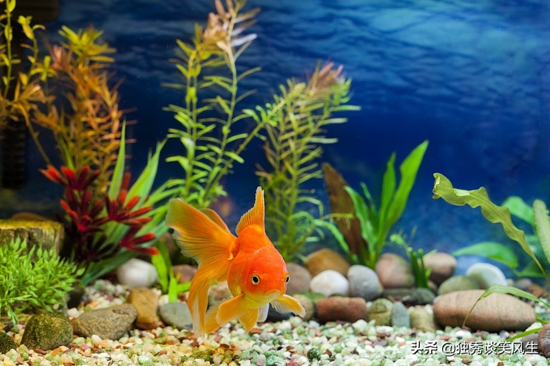 金鼓鱼观赏鱼难养吗,养金鱼必须要知道的这几个小技巧
