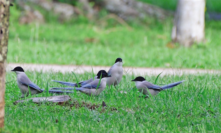 鐏板枩楣婄殑鐪熷疄瑙嗛澶忓ぉ,鐏板枩楣婂叕鍥彲浠ョ湅鍒板悧
