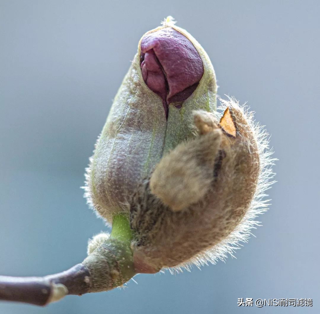 看到精彩——加拿大摄影师老飘飘的近摄镜测评