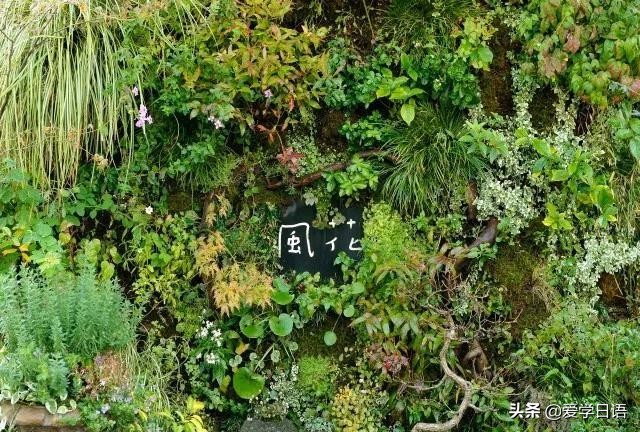 日本花店,日本花店是什么