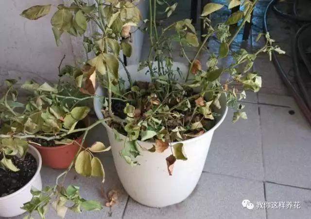 叶子有很多黄色圆圈是什么病,叶子起黄色斑点是缺什么