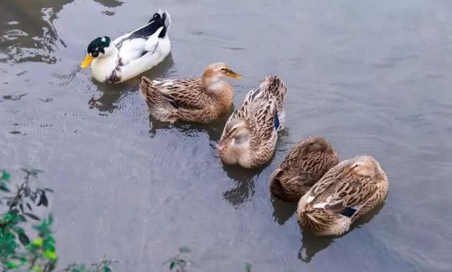 最正宗的散养鸭,正宗散养野土鸭