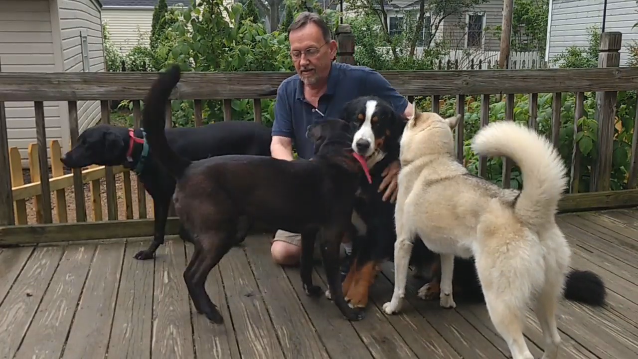 狗狗为什么要咬自己尾巴毛,狗狗为什么要咬你的鞋子和裤子